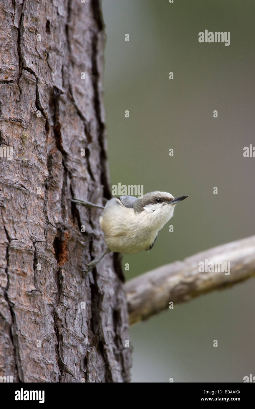 Pygmy Nuthatch auf Baumstamm Stockfoto