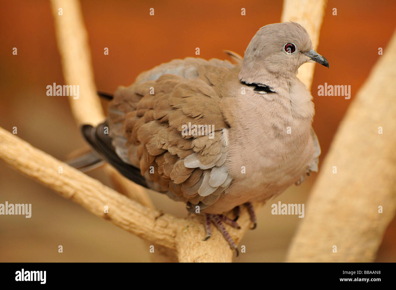 Eurasian Collared Dove (Streptopelia Decaocto), in der Al Ain Zoo, Al Ain, Abu Dhabi, Vereinigte Arabische Emirate, Arabien, Orient, Stockfoto