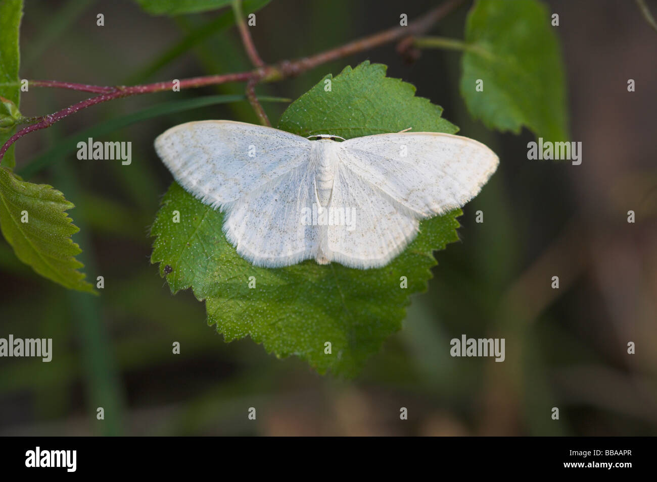 Gemeinsamen Welle Cabrera Exanthemata Motte ruht auf Hasel Blatt mit Flügeln im Haugh Wood, Herefordshire im Mai geöffnet. Stockfoto