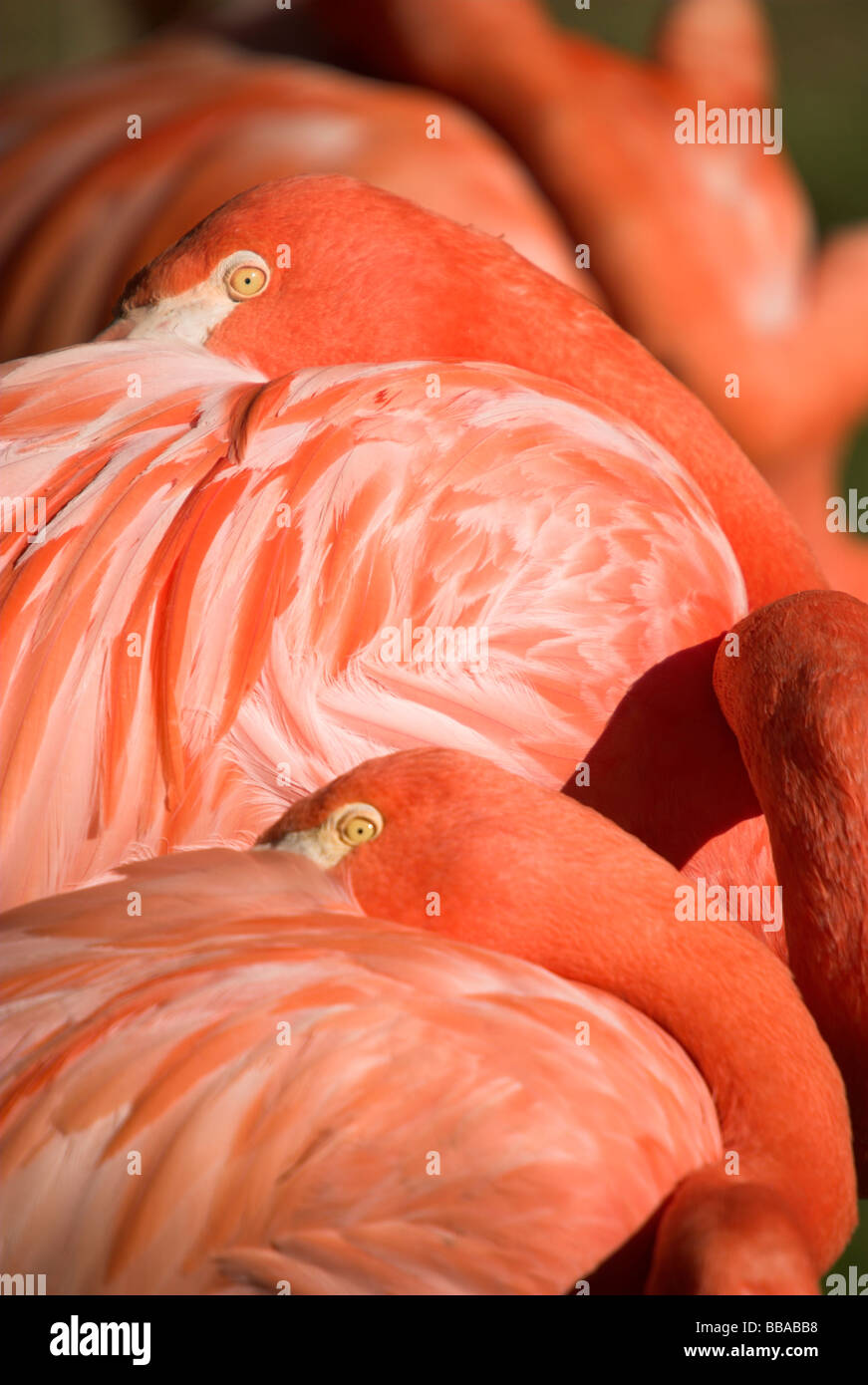 Zwei rosa Flamingos Stockfoto