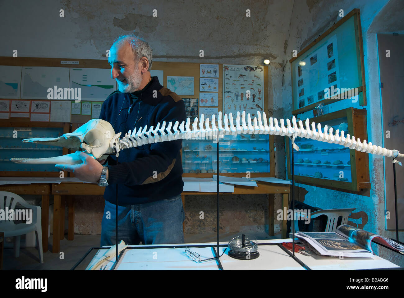 Wissenschaftler arbeiten an einem Dolphin Skelett in der marine Naturhistorischen Museum in Gallipoli (Apulien, Italien) Stockfoto