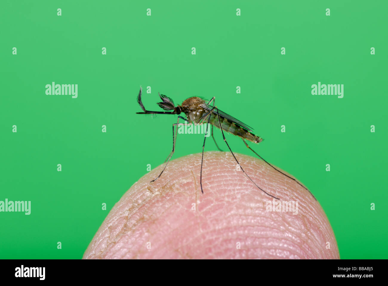 Gemeinsamen Mücke Culex Pipiens auf der menschlichen Haut Stockfoto