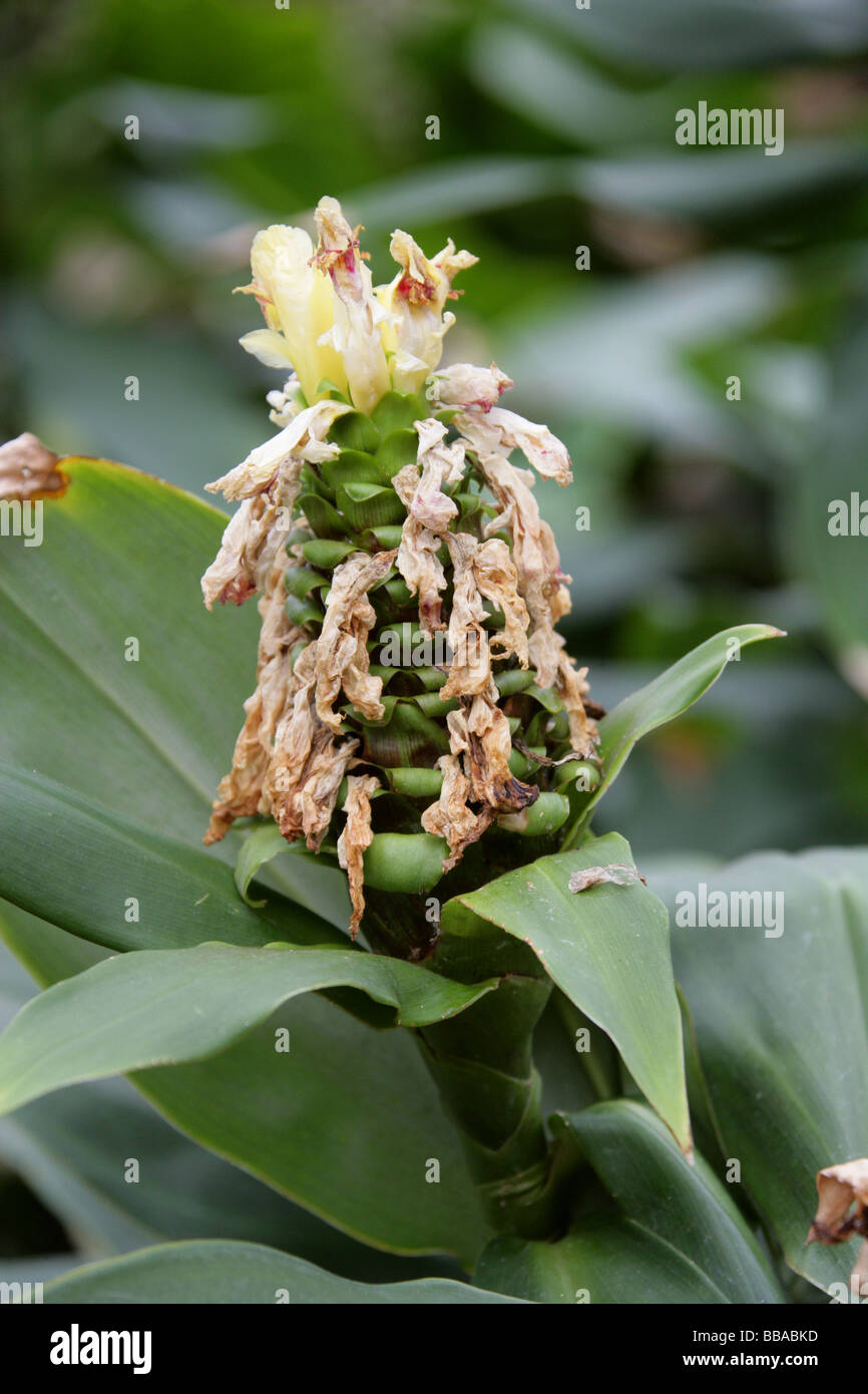 Costus Guanaiensis, Costaceae, Ecuador. Eine Pflanze, die im Zusammenhang mit dem Ingwer. Stockfoto