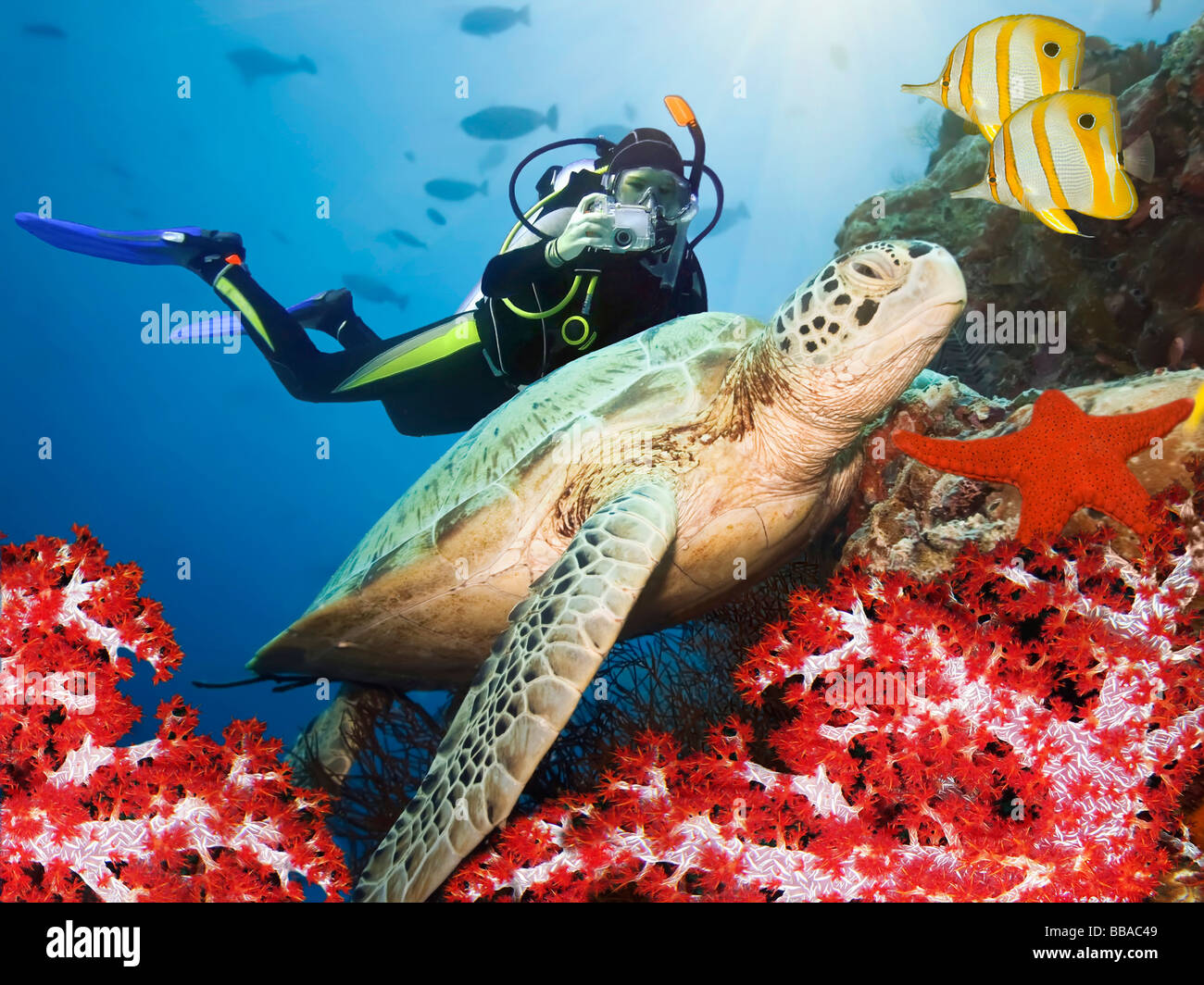 Grüne Schildkröte unter Wasser auf einer Koralle Sipadan Celebes-See Stockfoto