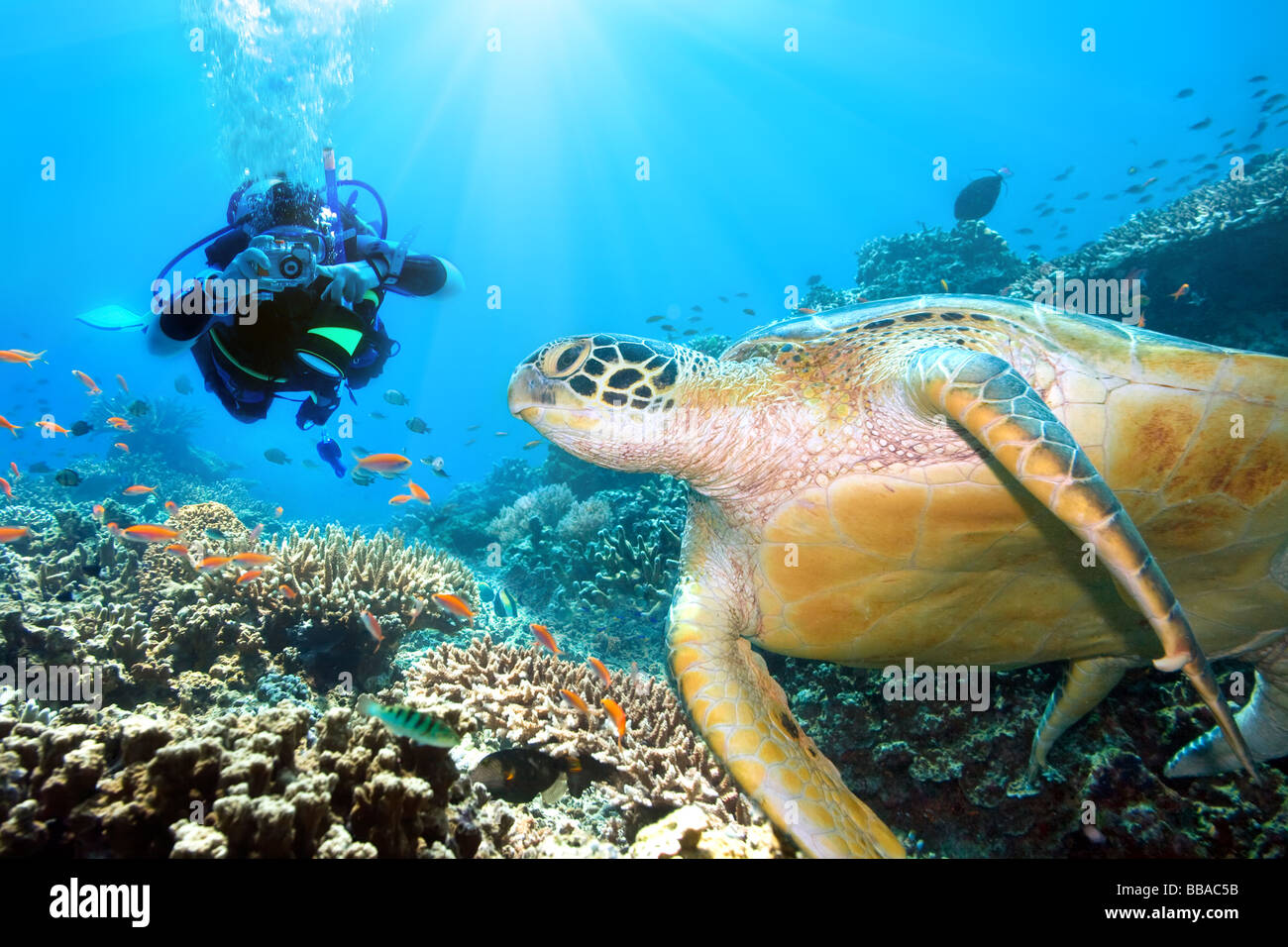 Grüne Schildkröte Unterwasser und Taucher Sipadan Celebes-See Stockfoto