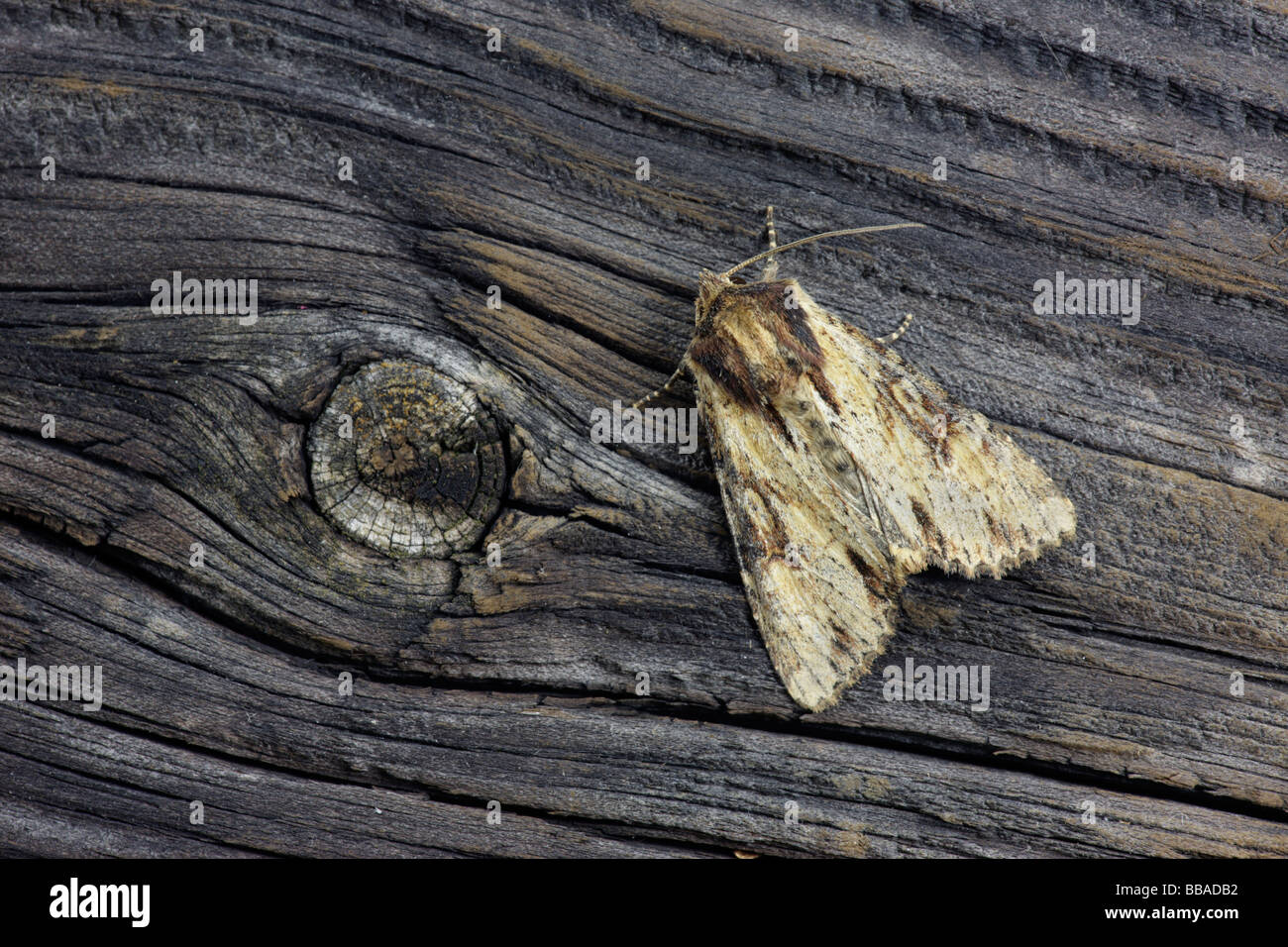 Getrübt-umrandeten Brindle Apameia crenata Stockfoto