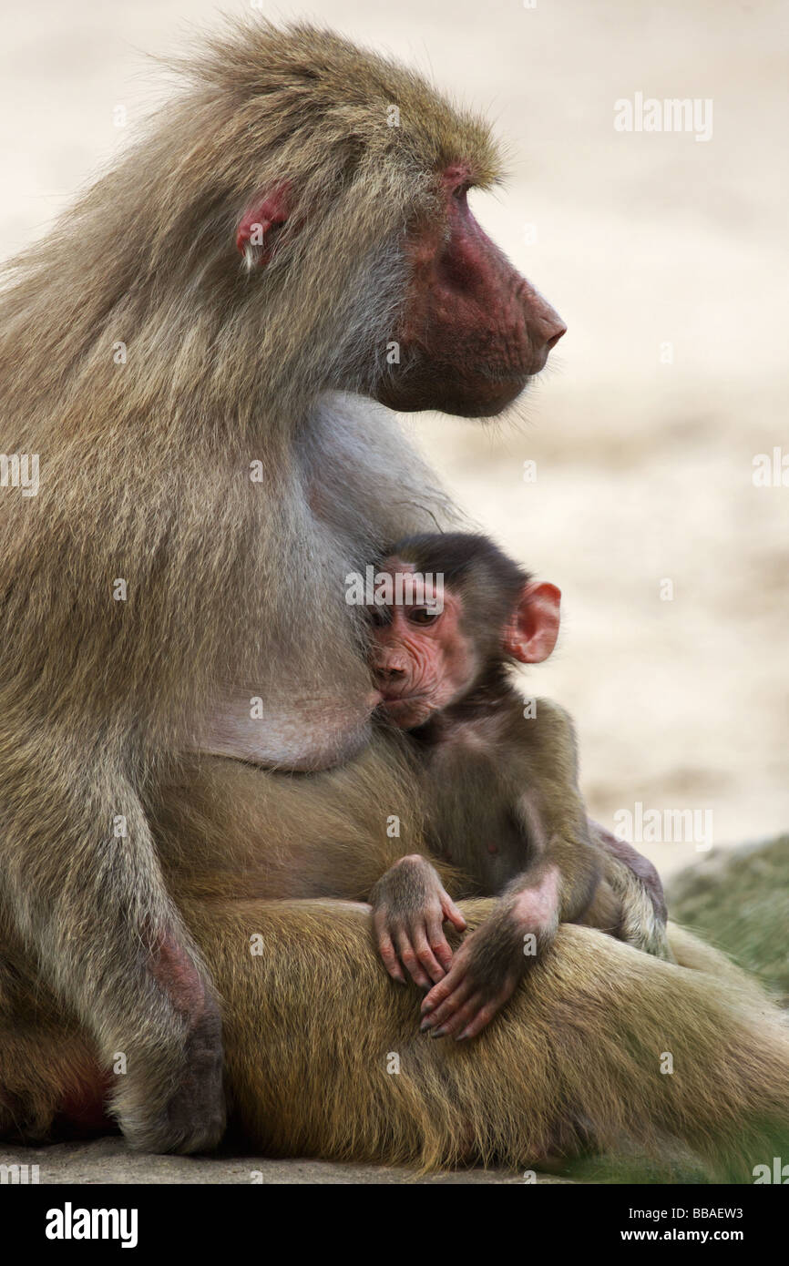 Mutter Pavian füttern ihr Baby gerade geboren Stockfoto