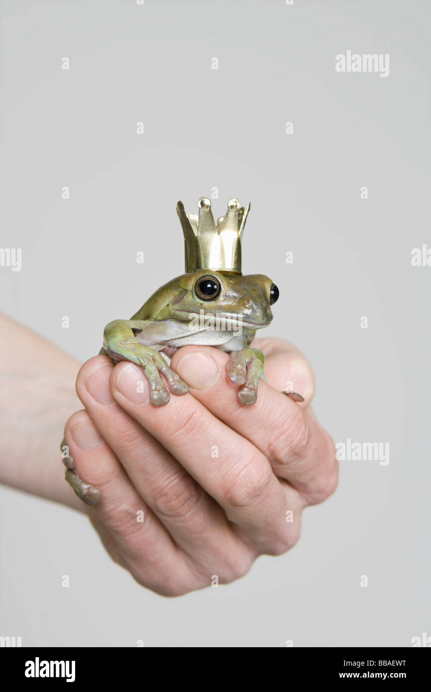 Ein Frosch mit Krone, Studio gedreht Stockfoto