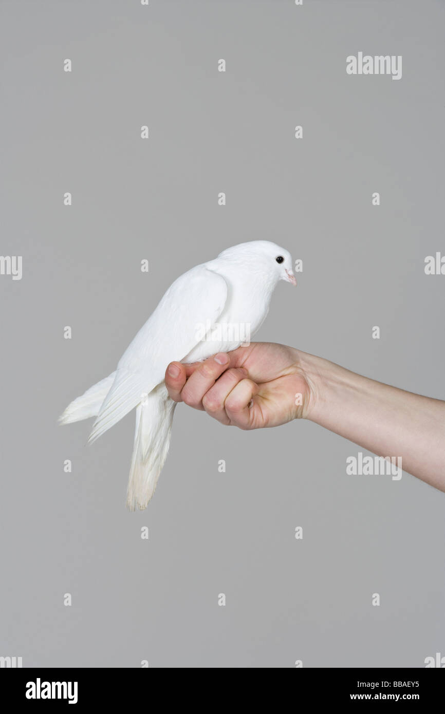 Eine Taube thront auf einer menschlichen hand Stockfoto