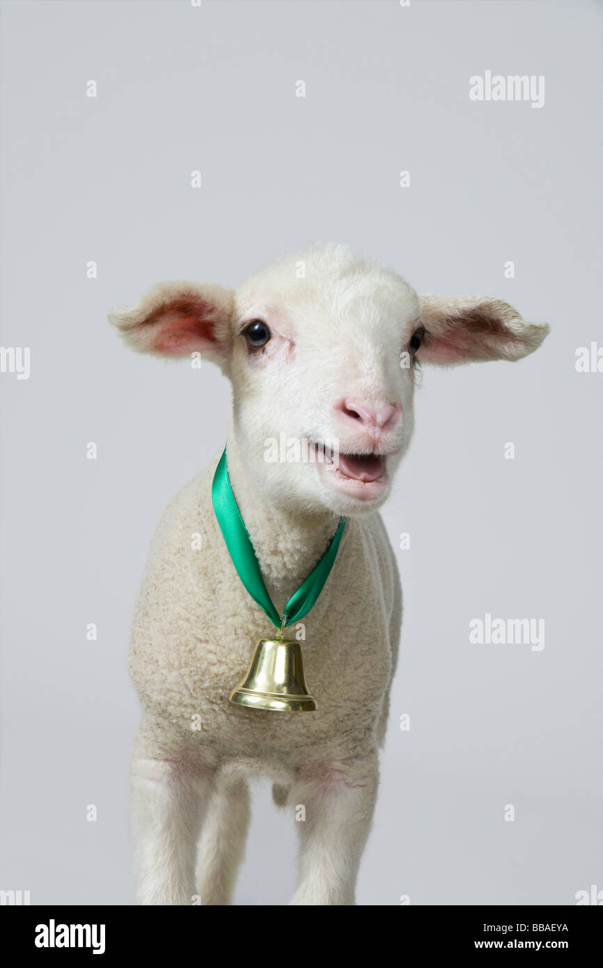 Ein weißes Lamm Blöken, Studio gedreht Stockfoto