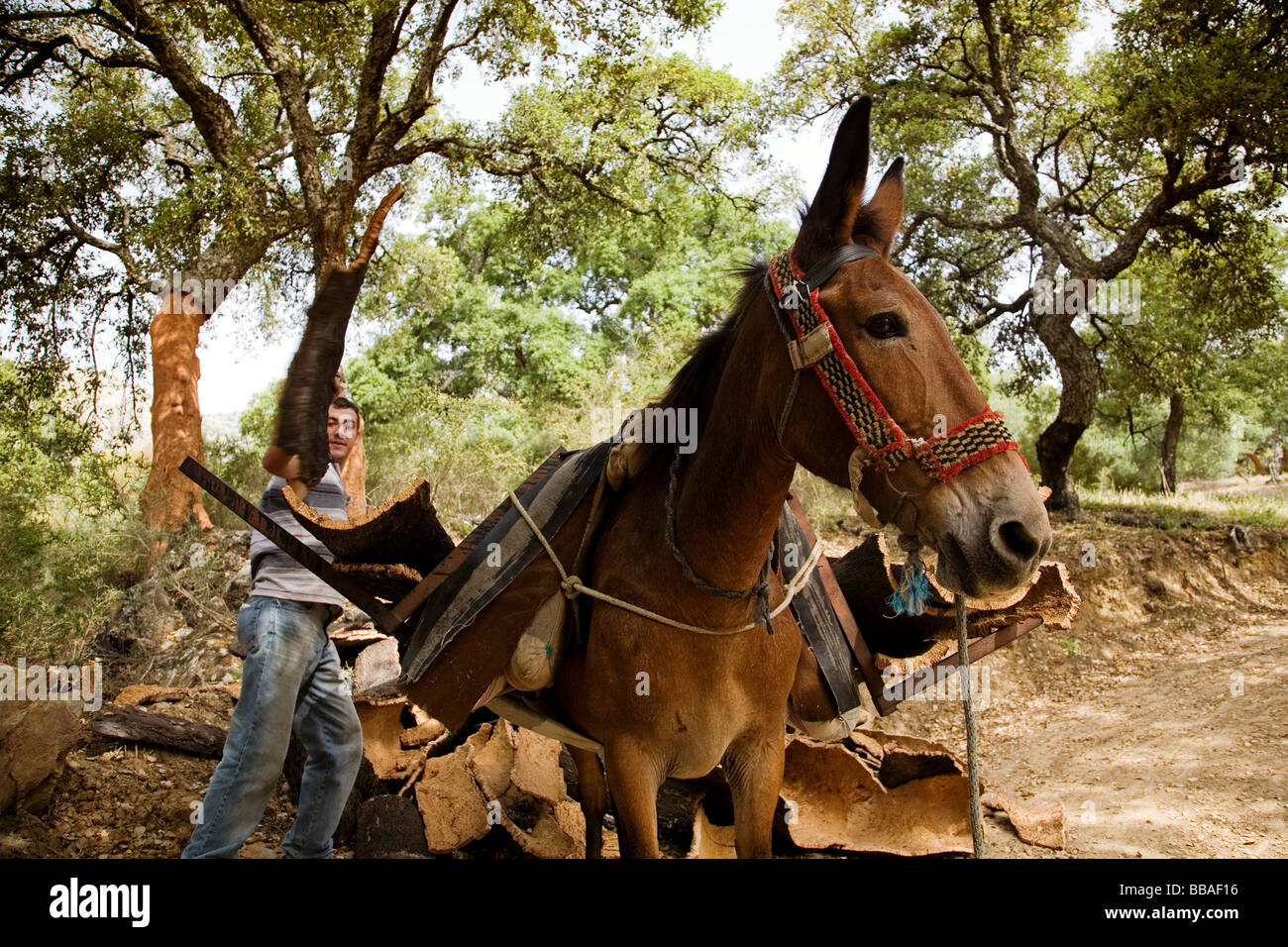 Sammeln von Kork in den Naturpark des Cork Cortes De La Frontera Malaga Andalusien Spanien Stockfoto