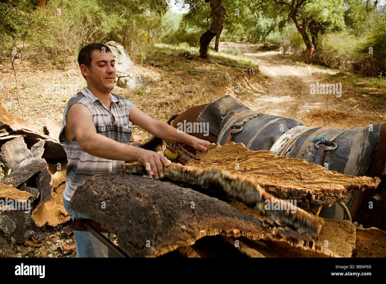 Sammeln von Kork in den Naturpark des Cork Cortes De La Frontera Malaga Andalusien Spanien Stockfoto