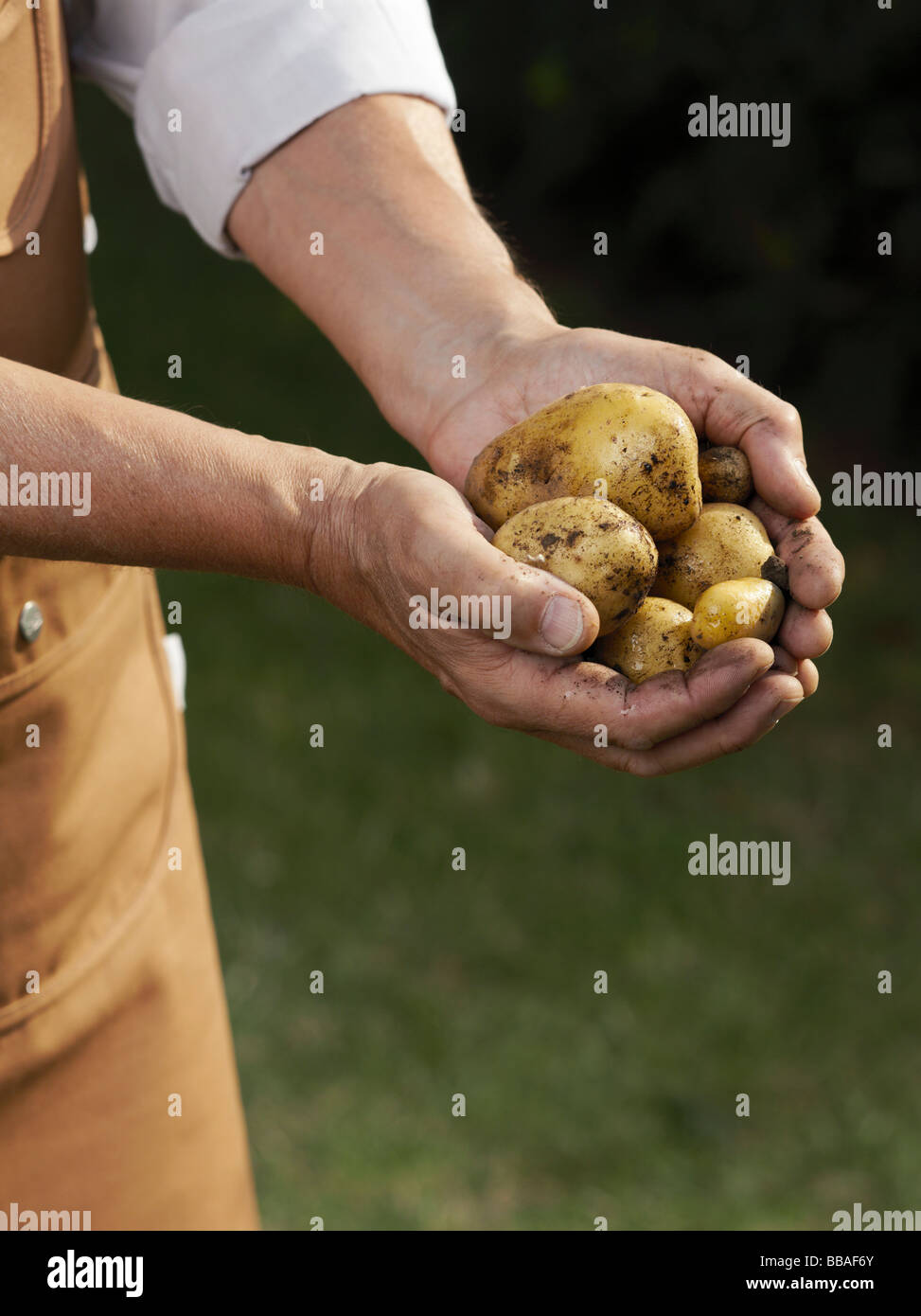 Mittelteil eines Mannes mit einer Handvoll Kartoffeln Stockfoto