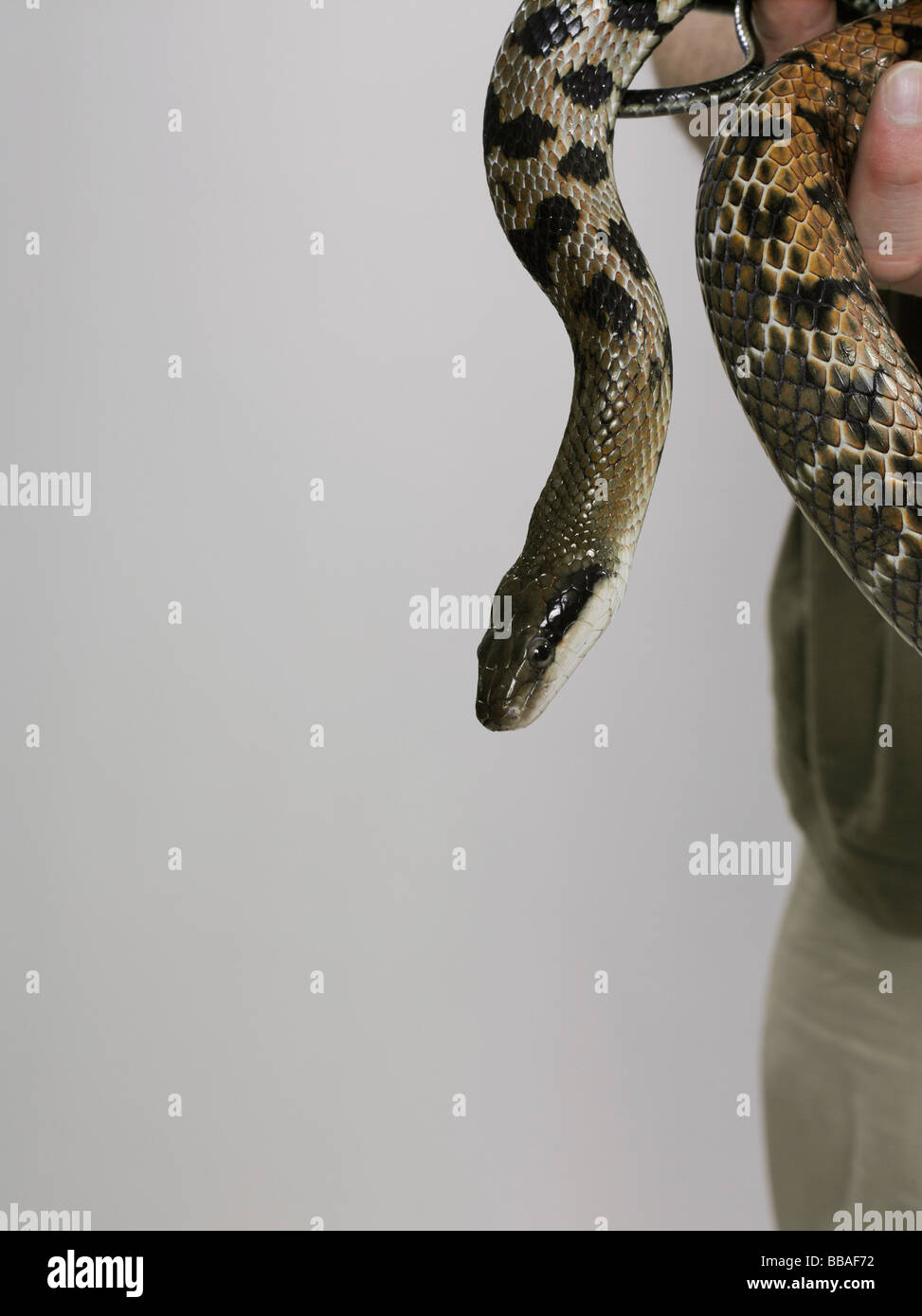 Eine python Stockfoto