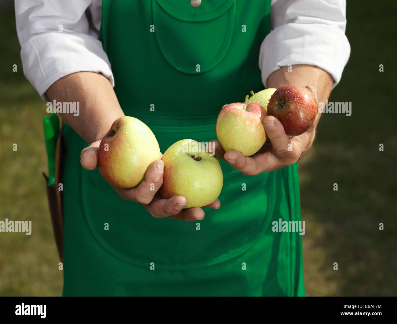 Mittelteil eines Mannes mit einer Handvoll Äpfel Stockfoto