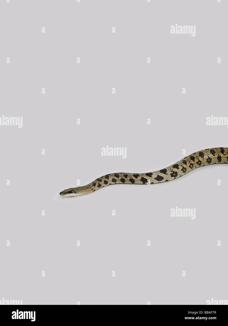 Eine python Stockfoto