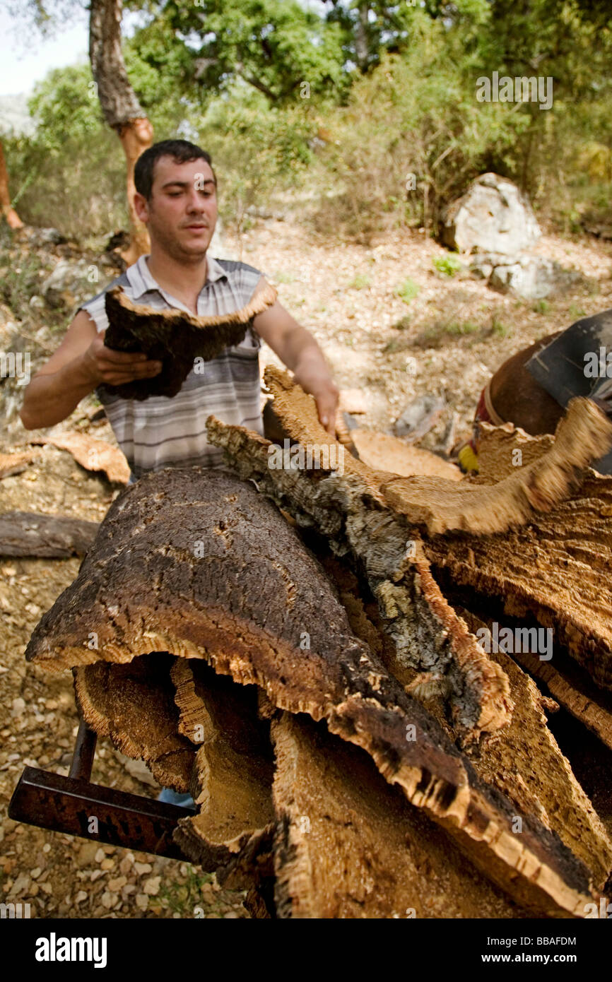 Sammeln von Kork in den Naturpark des Cork Cortes De La Frontera Malaga Andalusien Spanien Stockfoto