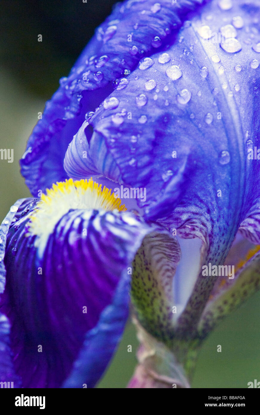 Iris Iridaceae. Violetten Bartiris. Nahaufnahme Schuss Stockfoto