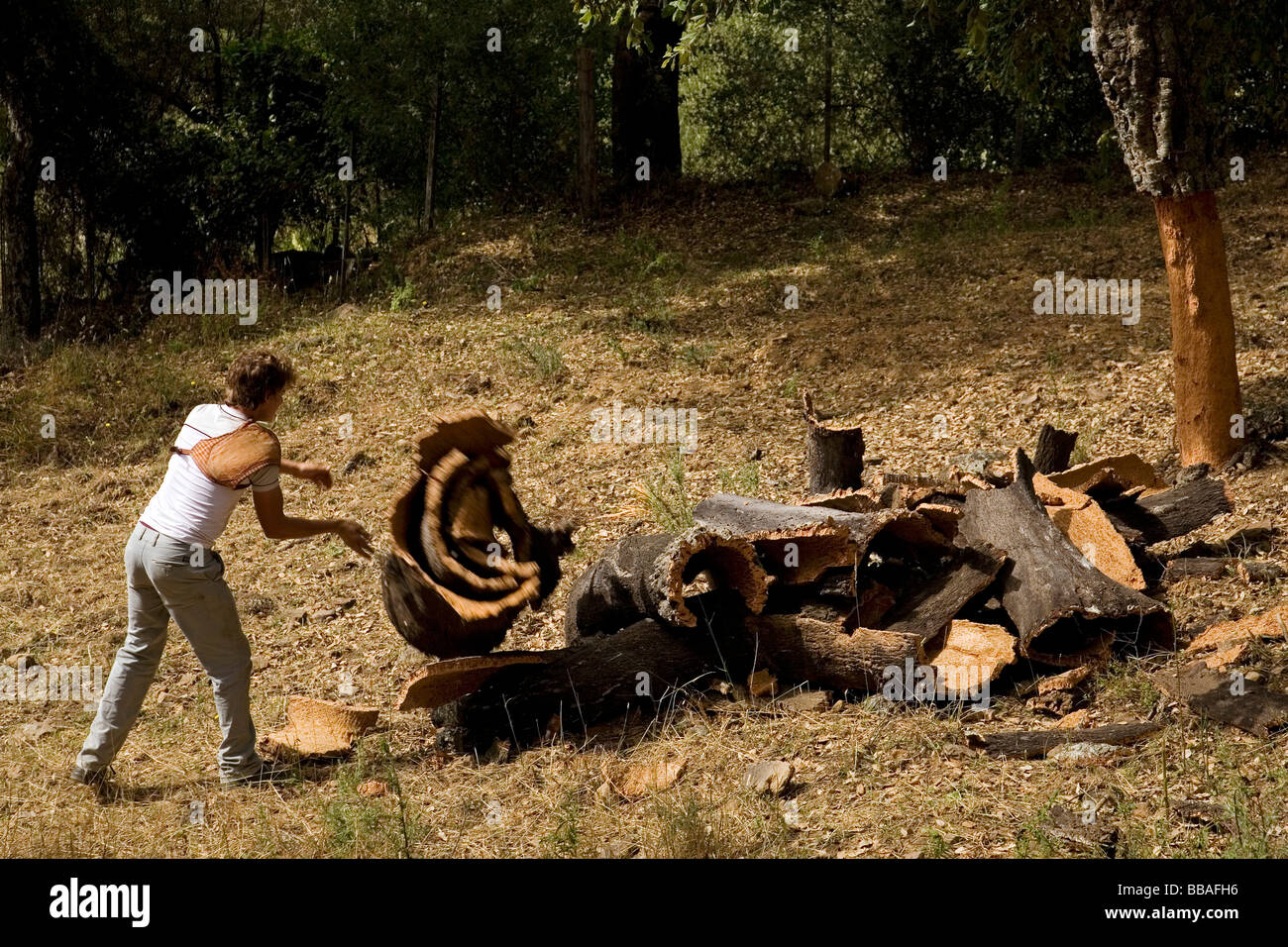 Sammeln von Kork in den Naturpark des Cork Cortes De La Frontera Malaga Andalusien Spanien Stockfoto