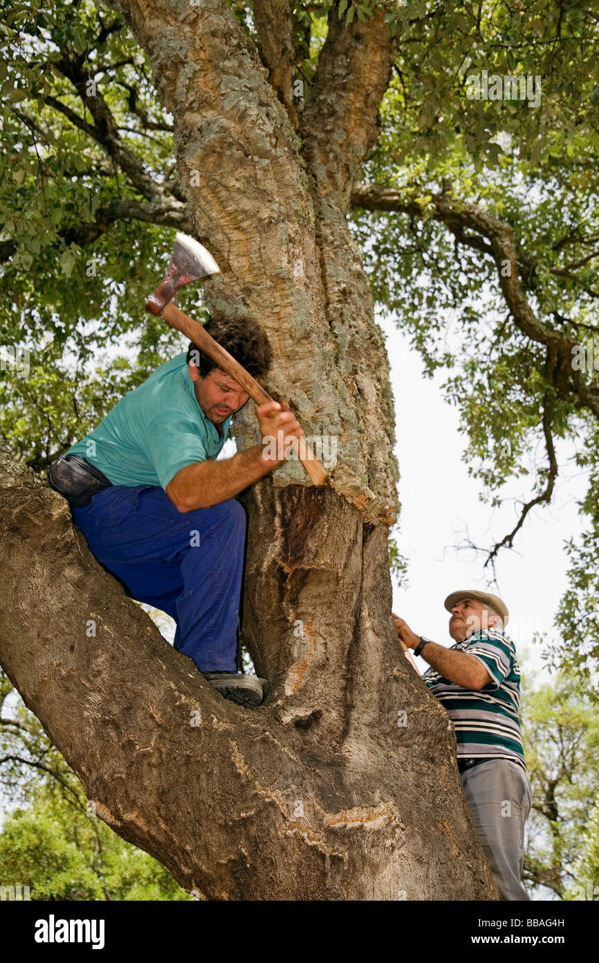 Sammeln von Kork in den Naturpark des Cork Cortes De La Frontera Malaga Andalusien Spanien Stockfoto