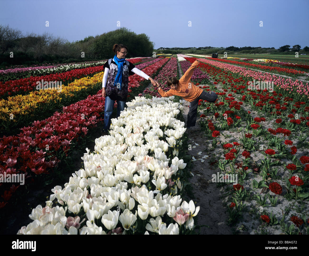 6x4.5cm Frankreich Bretagne Pointe De La Torche bunten Tulpenfeld Stockfoto