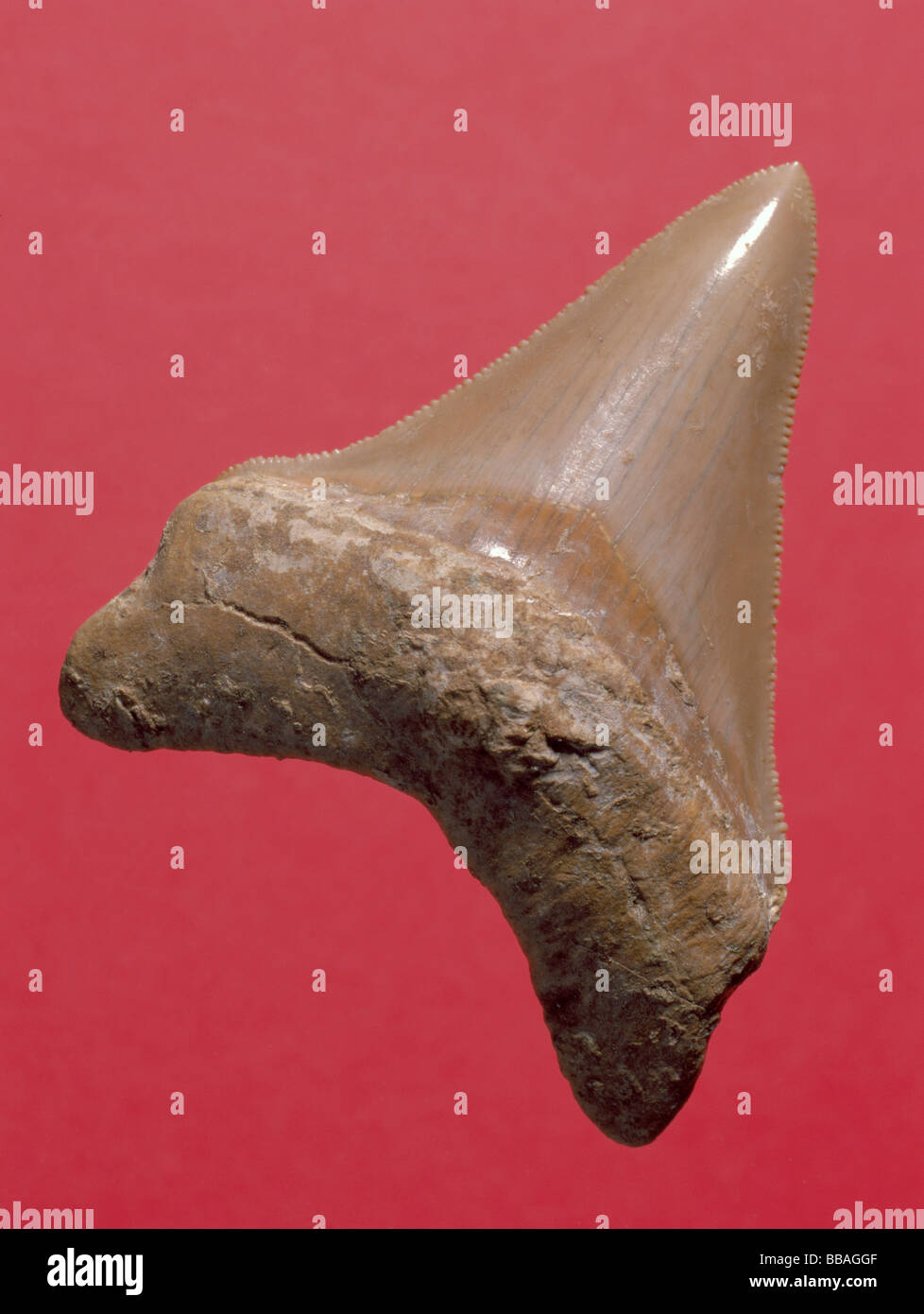 Fossiler Haizahn (Carcharadon Megalodon, Länge 73mm, Miocene Periode), Malta. Stockfoto
