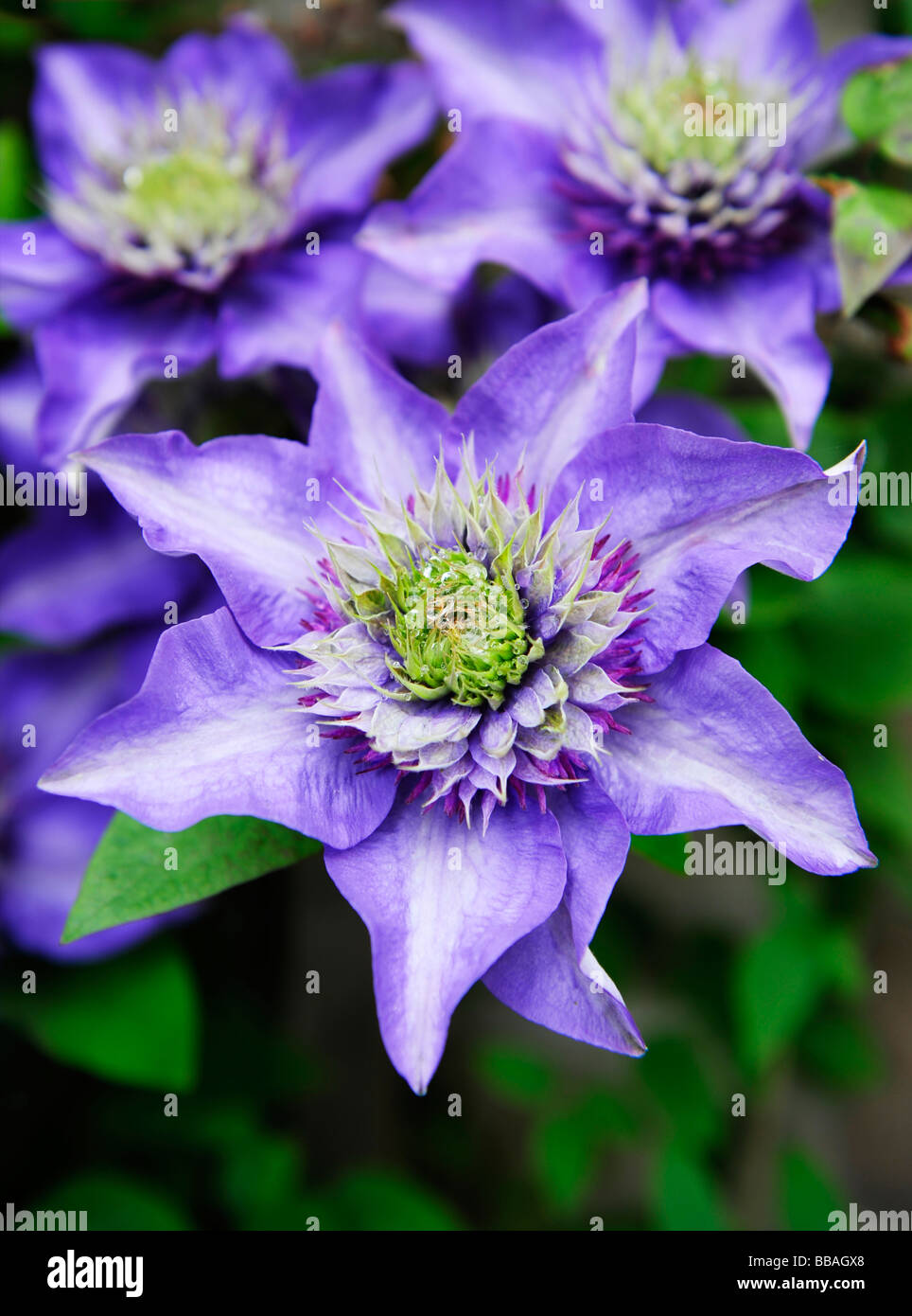 Clematis 'Climador' blau-violetten Einzelblüte Stockfoto