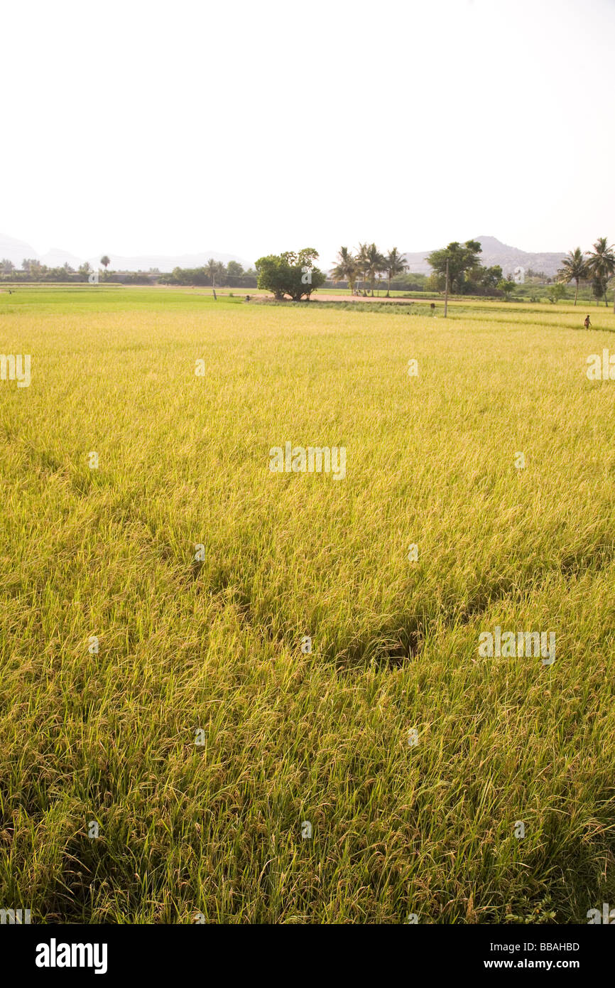 Reis wächst in einem Reisfeld in Tamil Nadu, Indien. Reis ist das Grundnahrungsmittel im Süden von Indien. Stockfoto