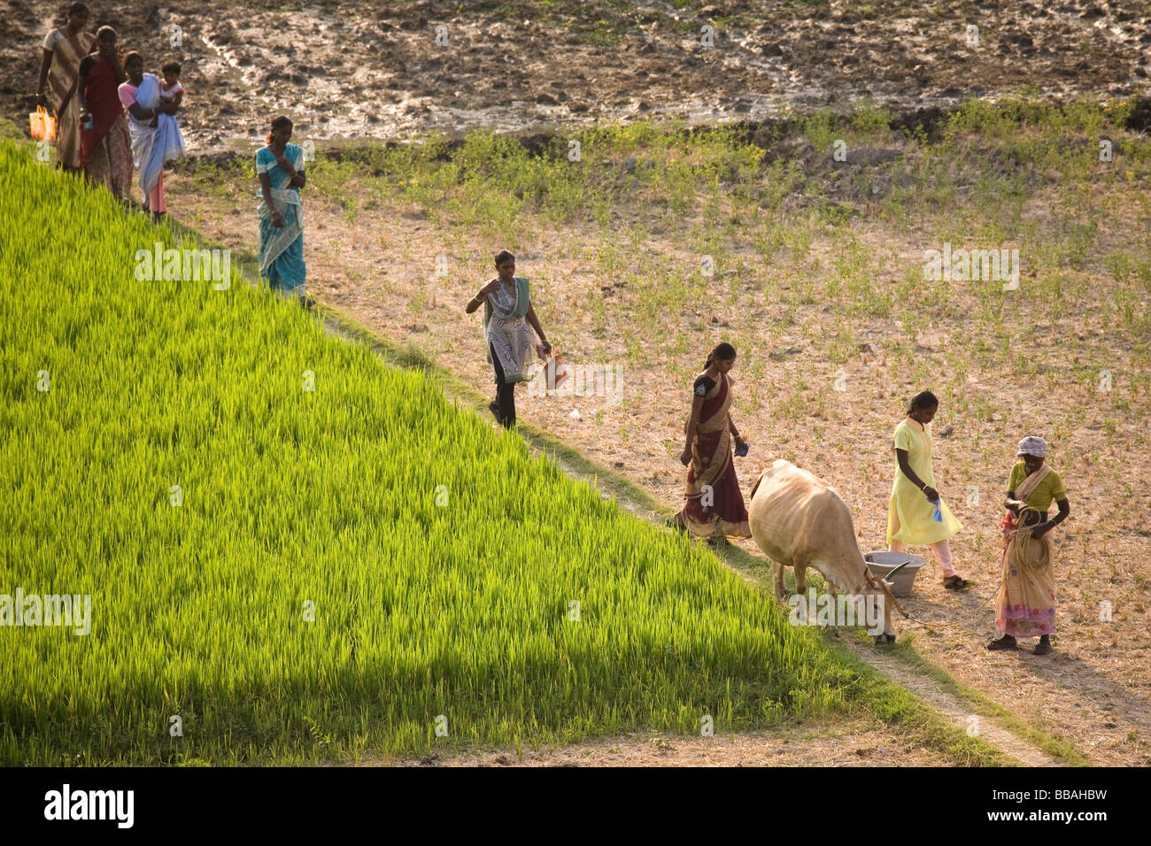 Frauen gehen durch ein Feld in Tamil Nadu. Indien Reis wächst auf der linken Seite des Bildes. Stockfoto