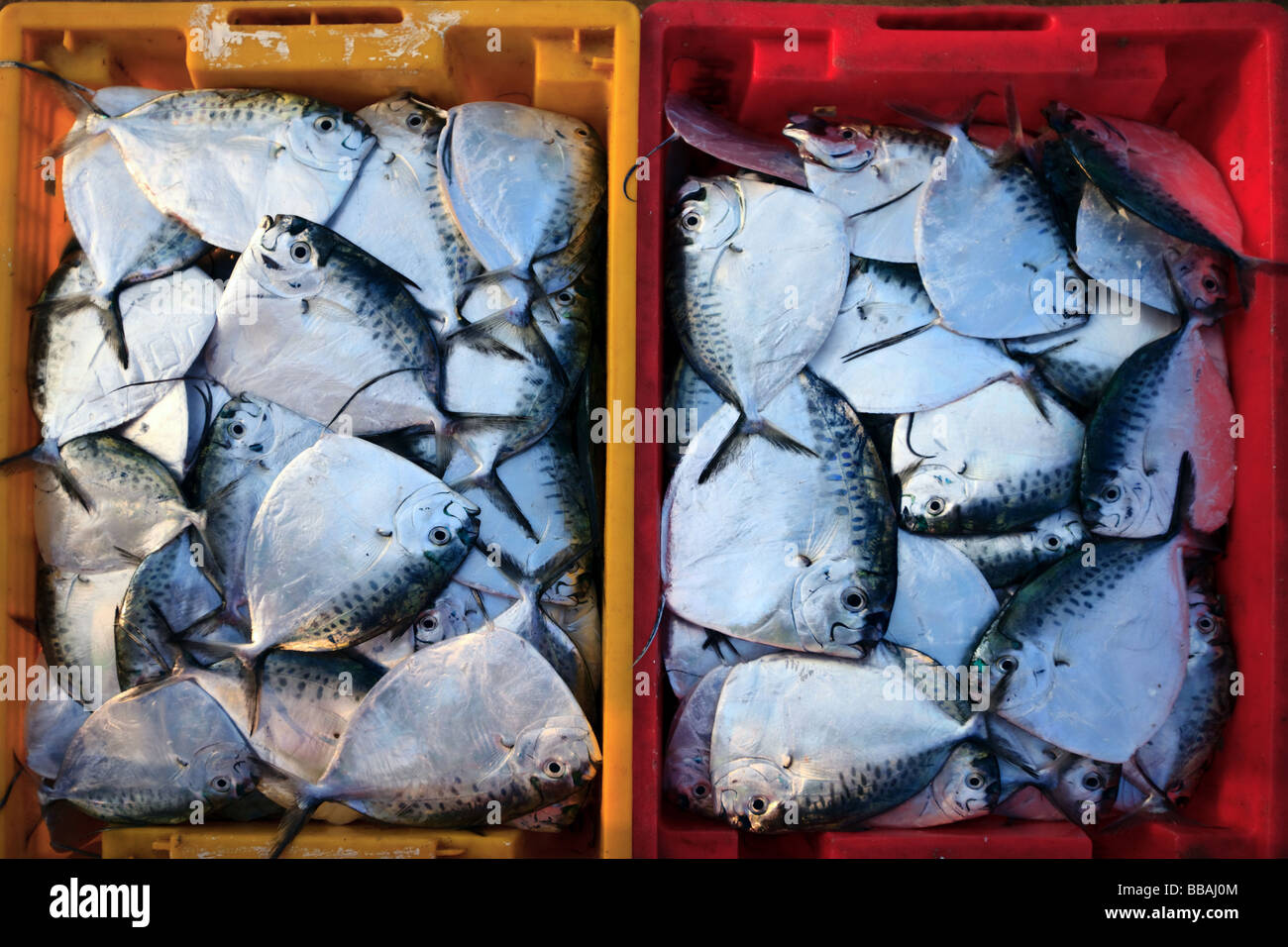 Fischmarkt in Korb auf Fisch Vietnam Stockfoto