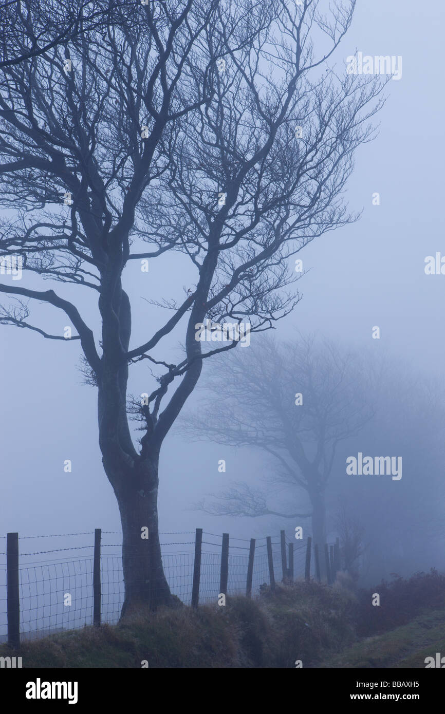 Bäume im dichten Nebel auf Stoke Pero gemeinsame Exmoor Nationalpark Somerset England Stockfoto