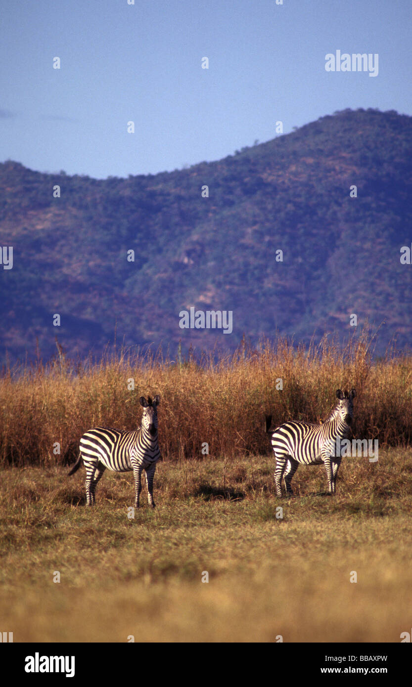 Burshell Zebra Chindene Hills South Luangwa Sambia Stockfoto