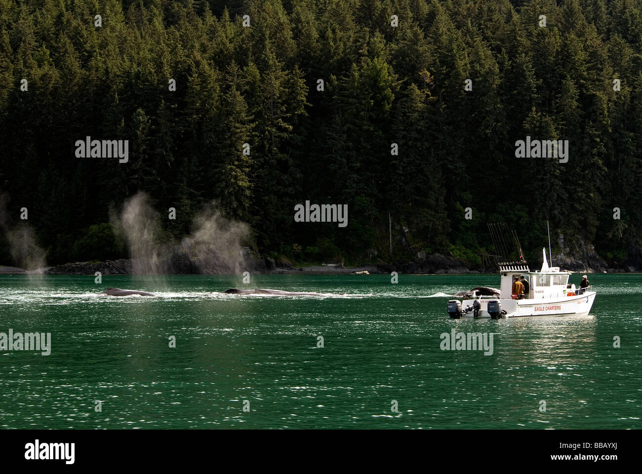 Buckelwale Schläge und Angeln Boot Impressionen Novaeangliae Point Adolphus Alaska USA Stockfoto