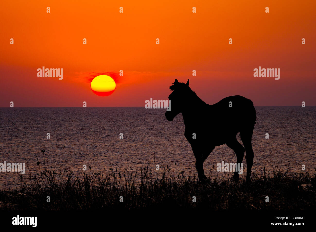 Silhouette eines Pferdes am Meer Sonnenuntergang Hintergrund Stockfoto