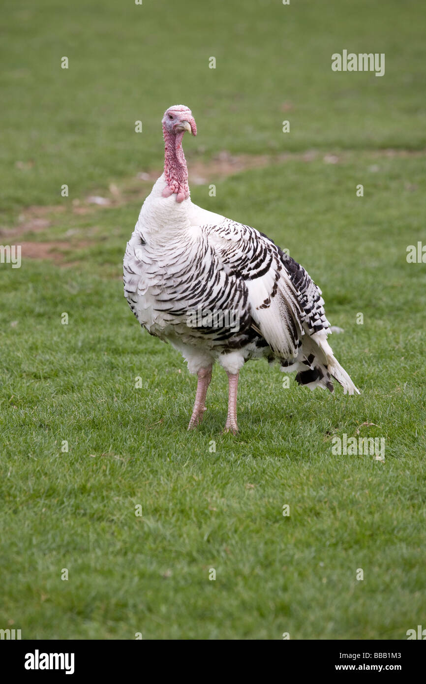 Trauerschnäpper Türkei Stockfoto