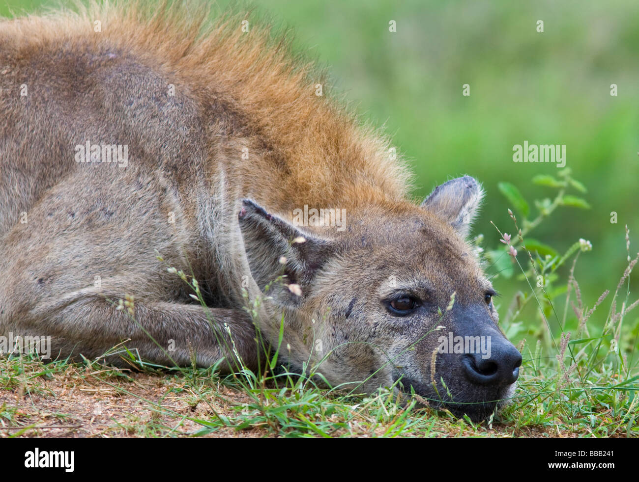 Hyänen (Crocuta Crocuta) ruht in Grünland Krüger Nationalpark in Südafrika entdeckt Stockfoto