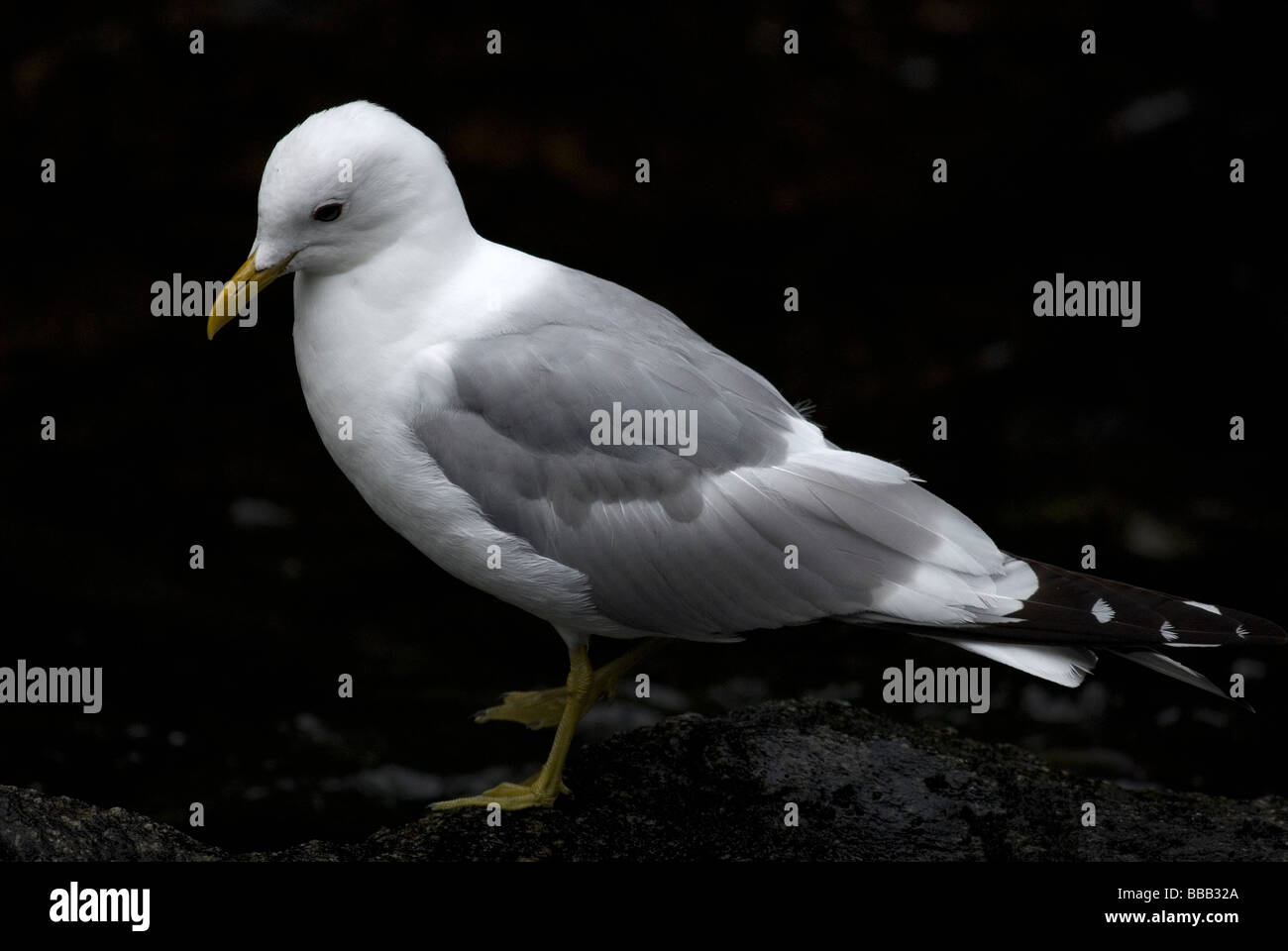 Mew Gull Larus Canus Anan Tierwelt Observatory Alaska USA Stockfoto