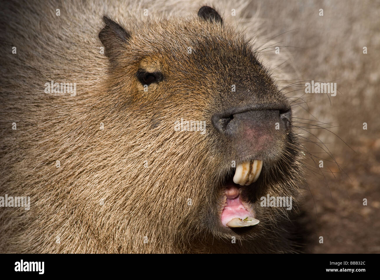 Capybara Hydrochaeris Hydrochaeris Zoo San Diego Kalifornien USA Stockfoto