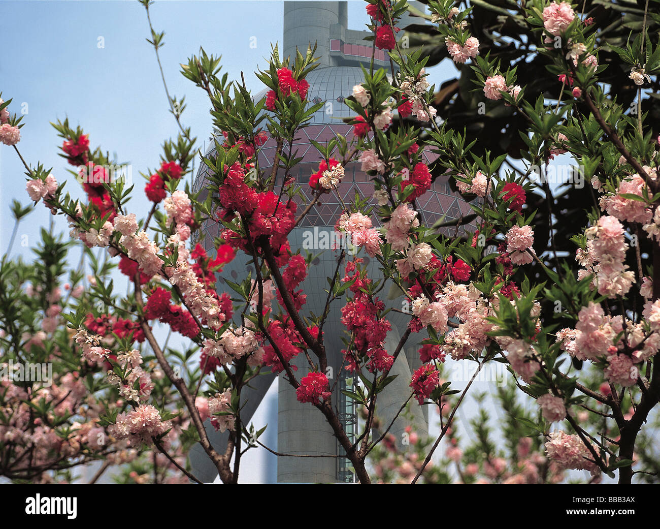 Kirschblüte mit dem Hintergrund der Perle des Orients Turm, Pudong, Shanghai, China Stockfoto