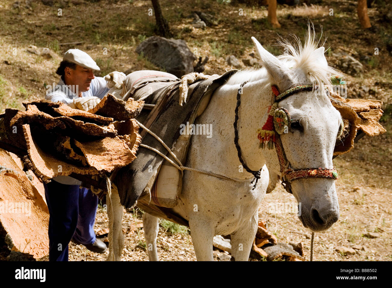 Sammeln von Kork in den Naturpark des Cork Cortes De La Frontera Malaga Andalusien Spanien Stockfoto