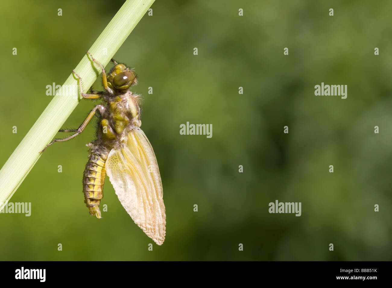 Aufkommende Breite Körper Chaser Libellula Depressa Trocknung Flügel auf Reed Stamm, Haugh Wood, Herefordshire, England. Stockfoto