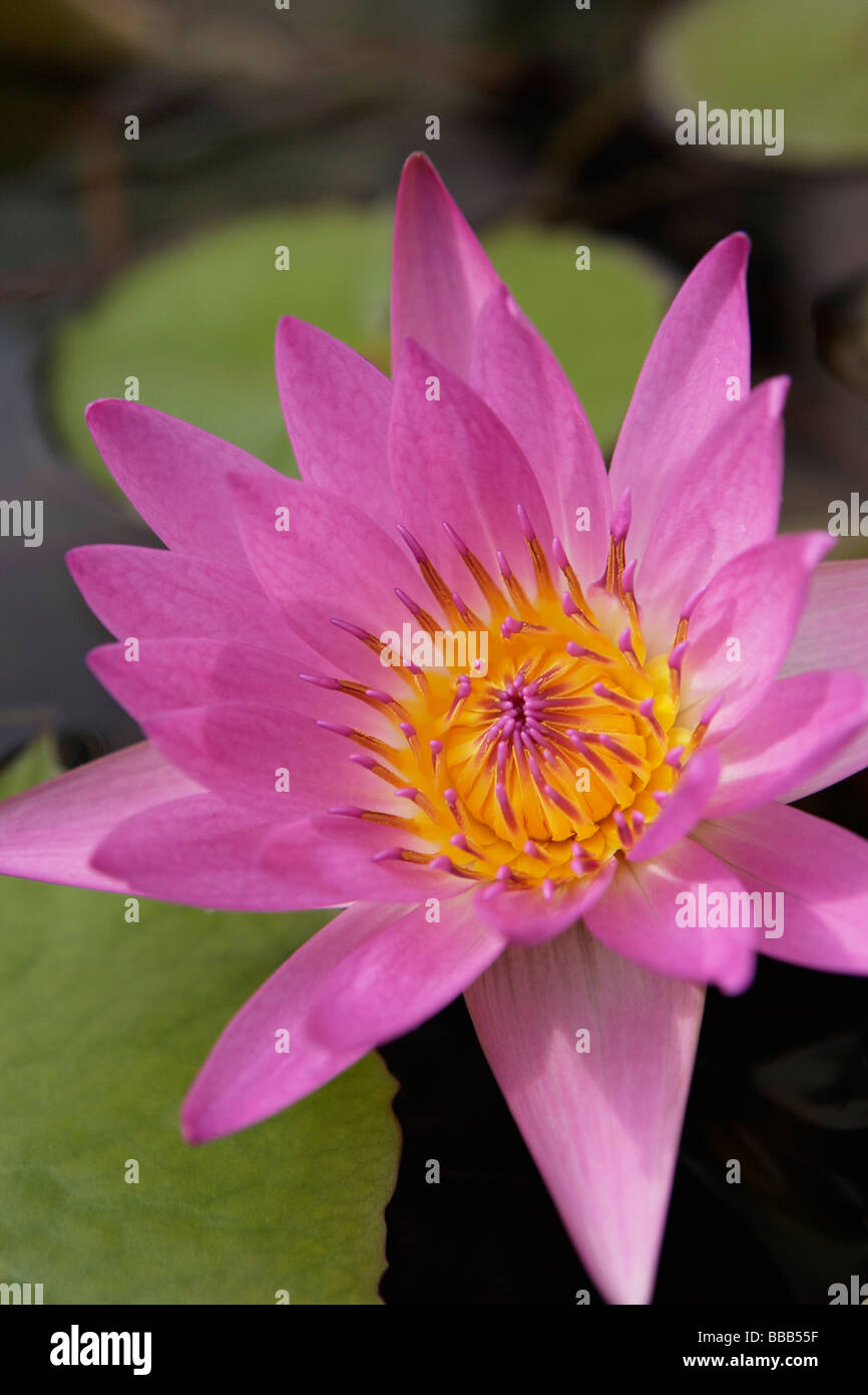 Lotus-Blume in voller Blüte Stockfoto