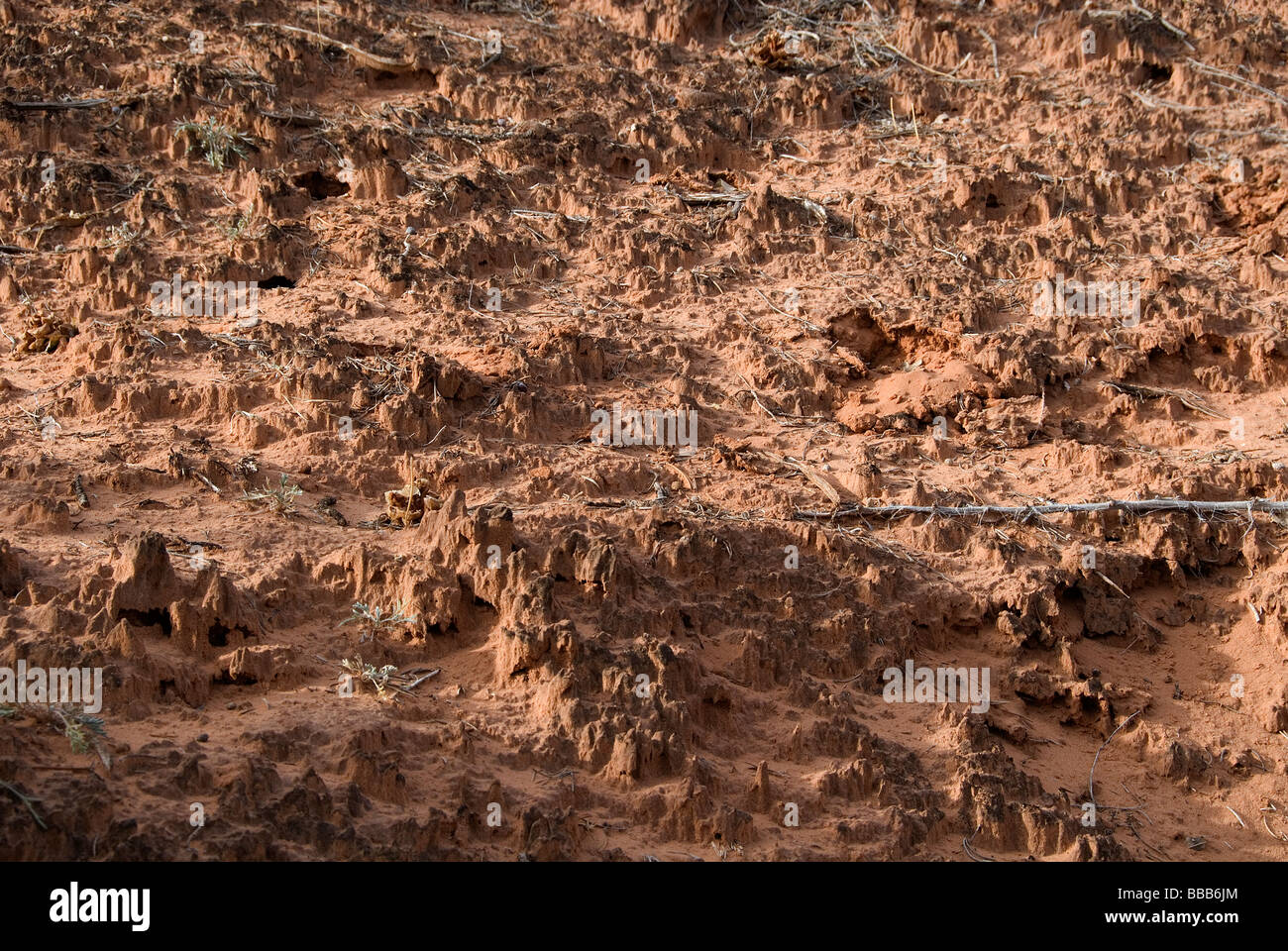 Cyanobakterien Boden Arches National Park Utah USA Stockfoto