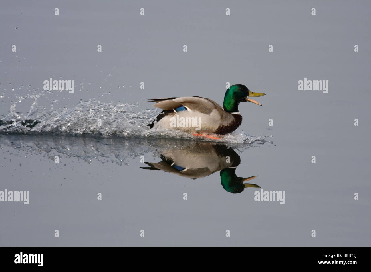 Drake Mallard Anas Platyrhynchos skimming über Wasser mit Reflexion, kommen ins Land, Gailey Reservoir, Staffordshire, UK. Stockfoto