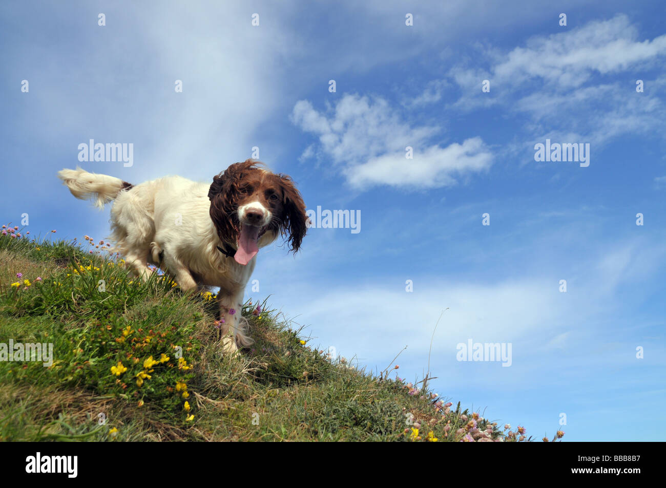 Blick hinauf zu einem Springer Spaniel absteigend einen grasbewachsenen Hügel hinunter. Stockfoto