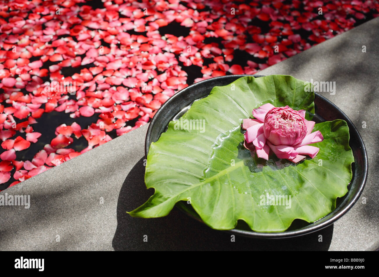 Blume sitzen auf Blütenblätter und Blätter am Rand der Wanne mit Blütenblättern Stockfoto