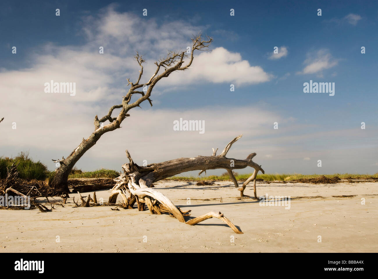 Treibholz am Strand Stockfoto