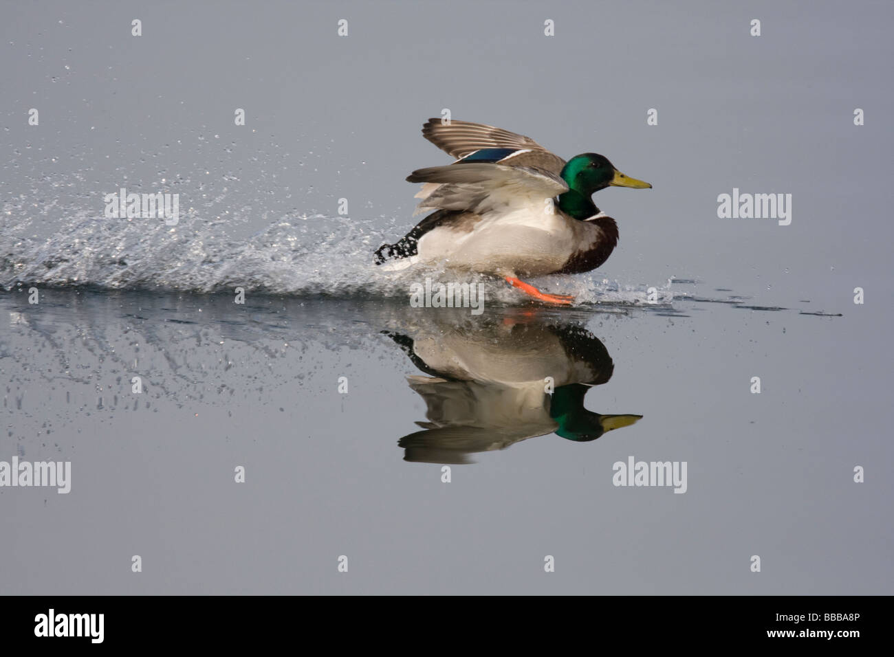 Drake Mallard Anas Platyrhynchos skimming über Wasser mit Reflexion, kommen ins Land, Gailey Reservoir, Staffordshire, UK. Stockfoto