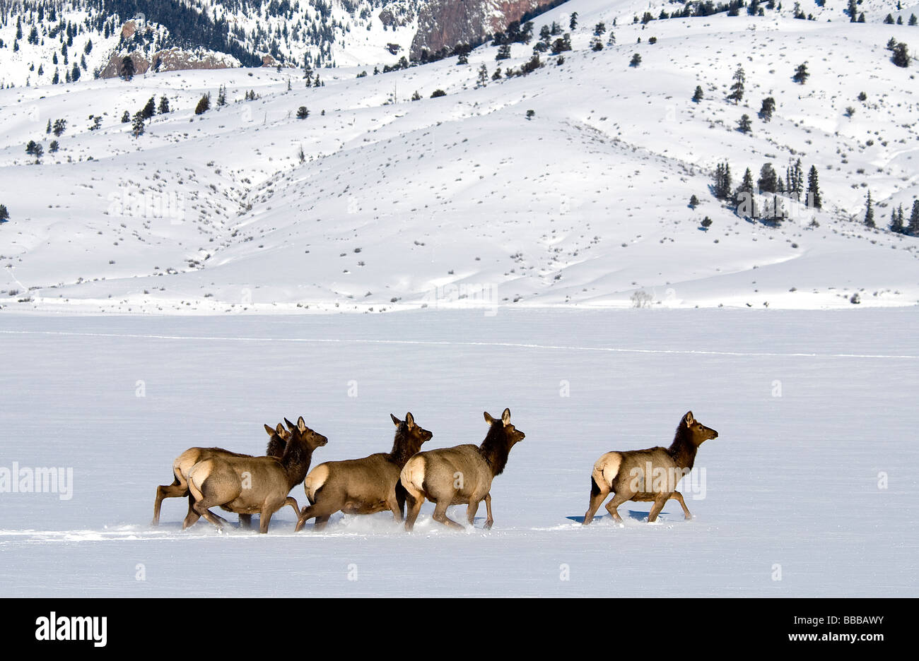 Rocky Mountain Elk Kühe Cervus Elaphus Nelsoni Mineral County Colorado USA Stockfoto