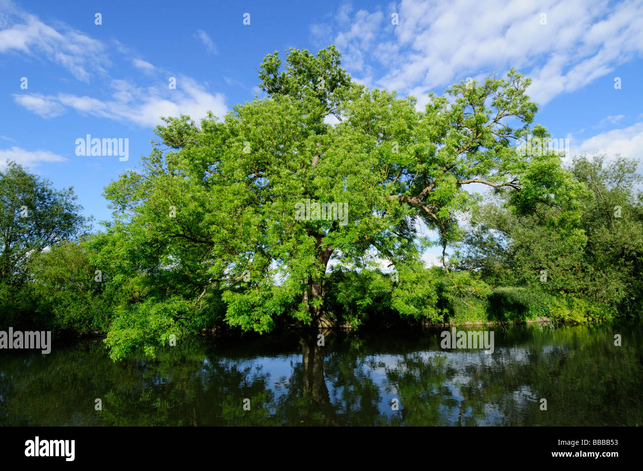 Esche, die über den Fluss Cam bei Grantchester Wiesen Cambridge Cambridgeshire England Uk Stockfoto